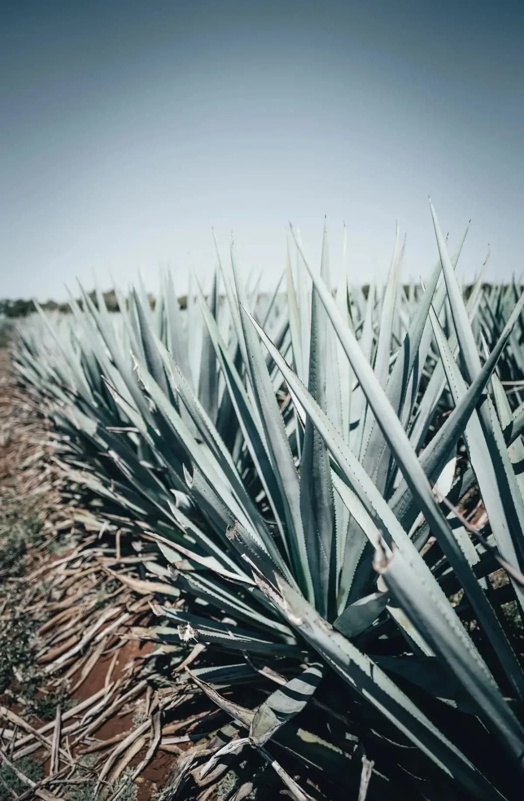 Blue Weber agave field in the Highlands of Los Altos, Jalisco